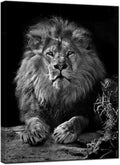 Black and White Lion Canvas Wall Art K95696