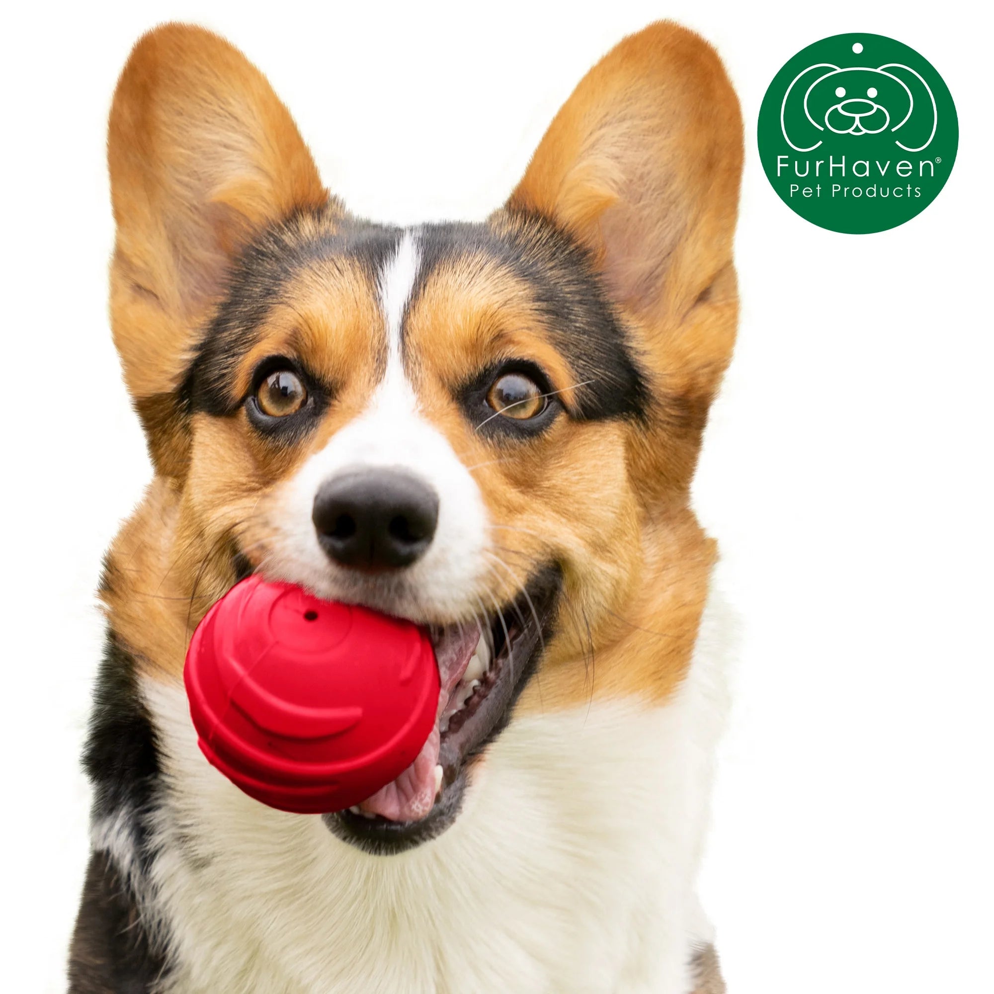 3 Pack Squeaker Dog Ball Toy D67713