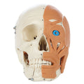 Model Skull Human with Facial Muscles D451