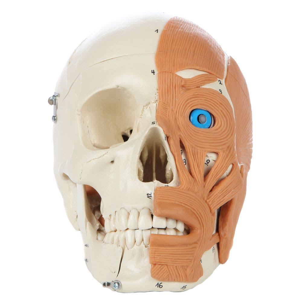 Model Skull Human with Facial Muscles D451