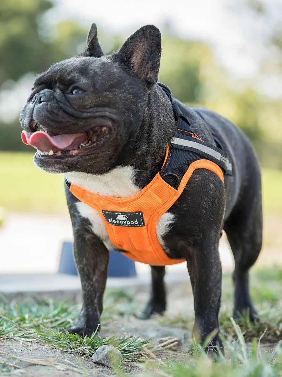 Large Black Dog Car Harness V753500