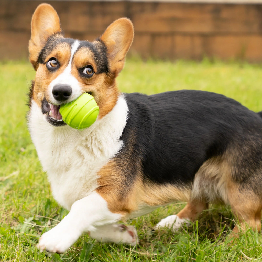 3 Pack Squeaker Dog Ball Toy D67713
