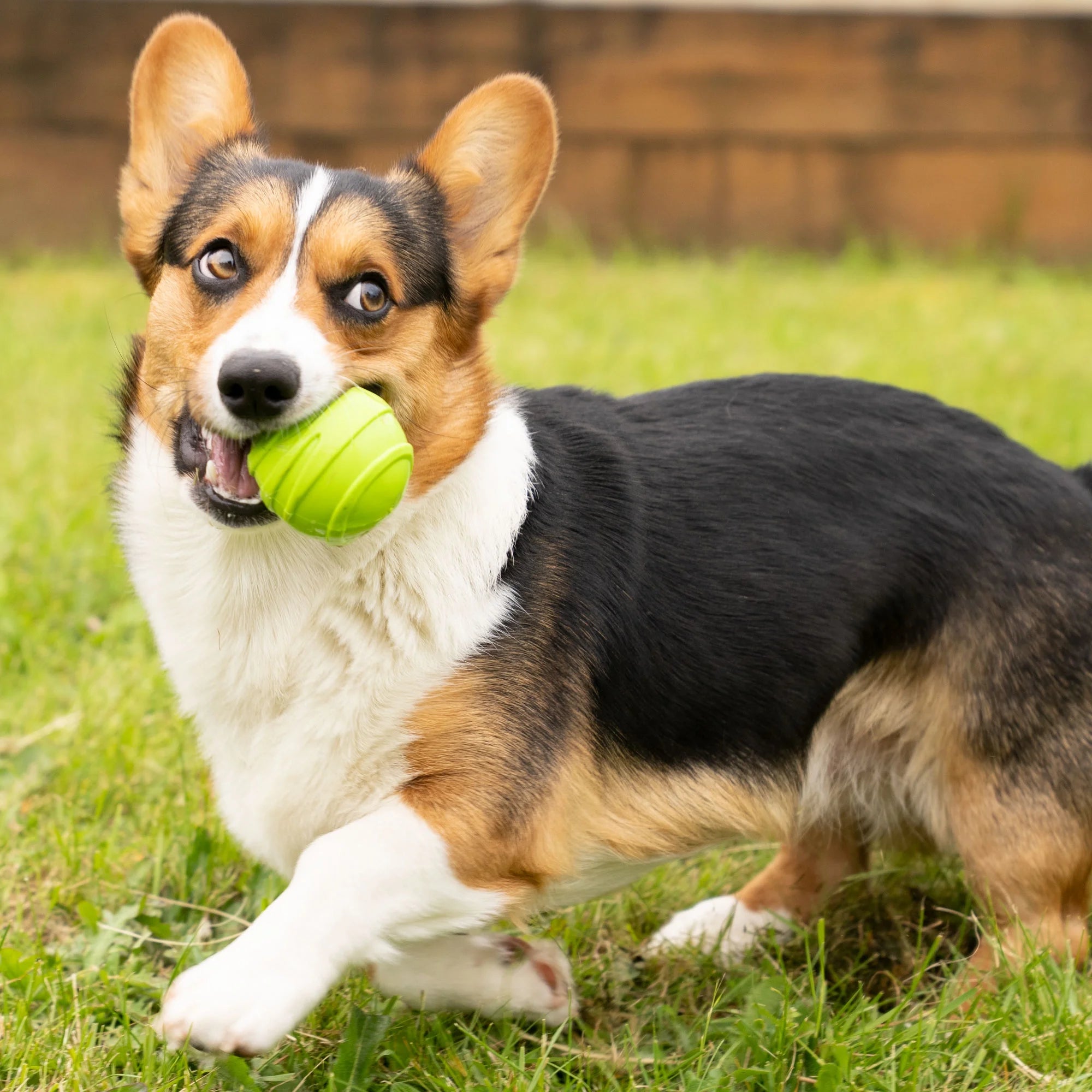 3 Pack Squeaker Dog Ball Toy D67713