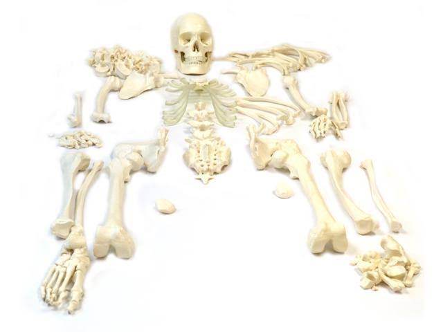 Full Disarticulated Human Skeleton, Life size, Ivory I7782